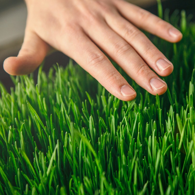 Multipurpose Substrate for Lawn 100 liters